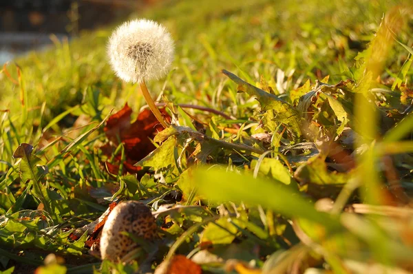 Paardebloem — Stockfoto