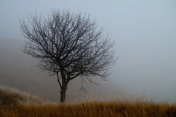 Ensomt træ i tåge - Stock-foto