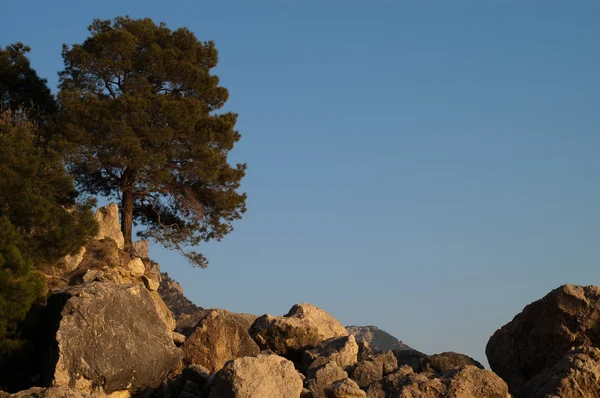 Crimea dağlarda çam