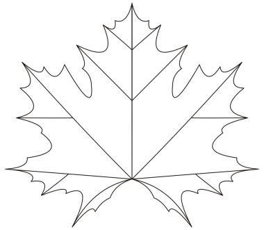 Acer platanoides yaprak