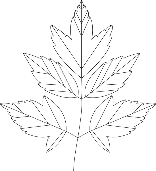 Acer negundo yaprak