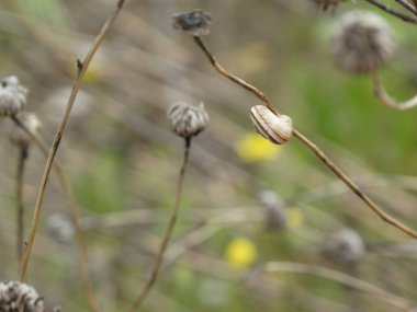 Çimen sapında salyangoz kabuğunun yakın plan görüntüsü