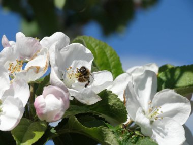 Arı ve çiçek açan bahar elma ağacını beyaz ve pembe çiçeklerle kapatın.