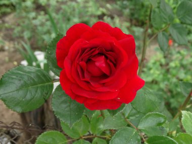 Kırmızı güller yakın plan çiçek açar.