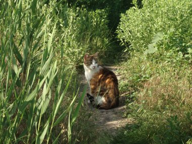 Yoldaki çok renkli kedi.