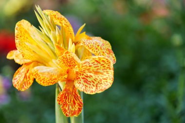  Benekli Turuncu ve Sarı Kanna Zambakları Sarı Çiçekli