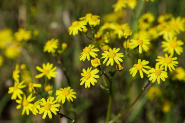 Jacobaea vulgaris veya senecio jacobaea sarı papatya çayı