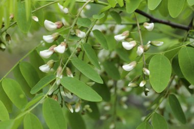 Ağacın üzerinde yeşil yapraklarla açan akasya çiçeği.
