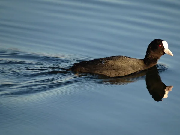 Eurasiatisk Sot Fulica Atra Sjön — Stockfoto