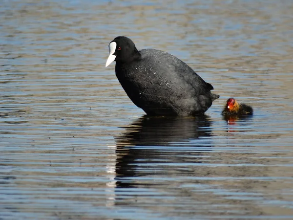 Blässhühner Fulica Atra Auf Dem See — Stockfoto