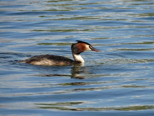 Grande Grebe Crested Podiceps Cristatus — Foto Stock