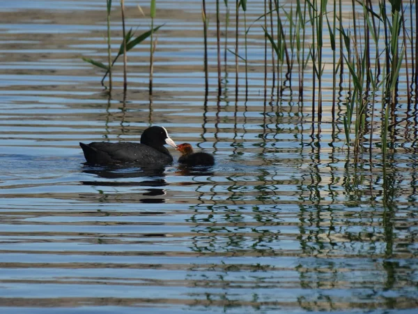 Folaga Calva Folaga Eurasiatica Fulica Atra Sul Lago Con Bambino — Foto Stock