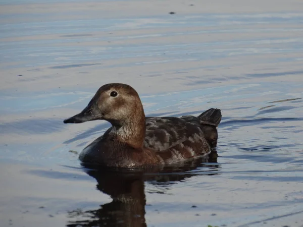 Chiudi Anatra Bruna Sul Lago — Foto Stock