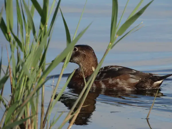 Zavřít Kachnu Vodě — Stock fotografie