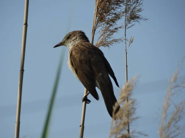 Grande Reed Warbler Uma Cana — Fotografia de Stock