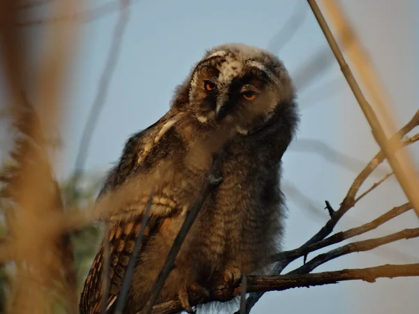 Langohr Der Abendsonne Vor Der Jagd — Stockfoto