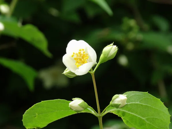 Feche Flor Jasmim Jardim — Fotografia de Stock