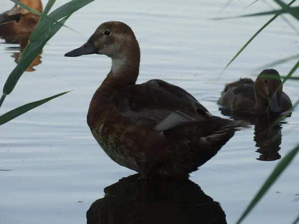 Anatra Vicino Anatroccoli Sul Lago — Foto Stock