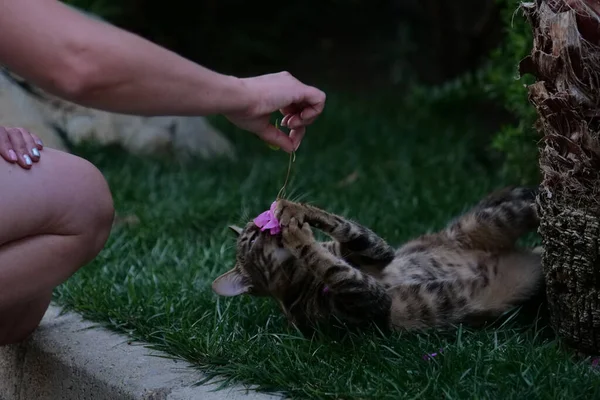 花のついた猫の鼻 — ストック写真