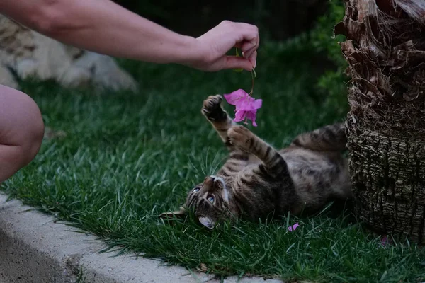 Macska Játszik Virággal — Stock Fotó
