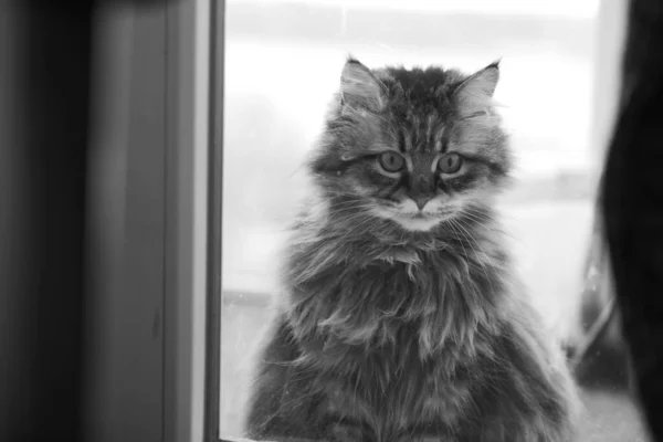 Tabby Cat Maine Coon Norwegian Forest Cat — Foto de Stock