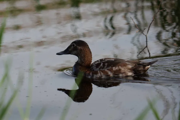 Anatra Selvatica Nuota Acqua — Foto Stock