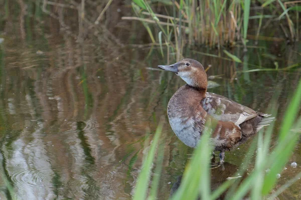 Duck Swimming Ducks Water — Stock Photo, Image