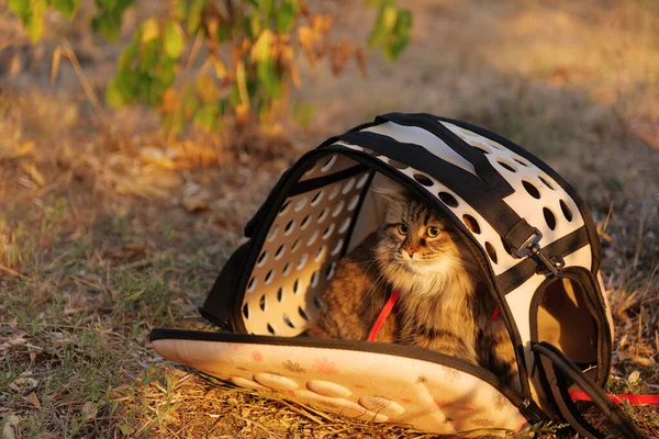 Huiskat Een Draagtas Het Zonlicht Maine Coon Stockfoto