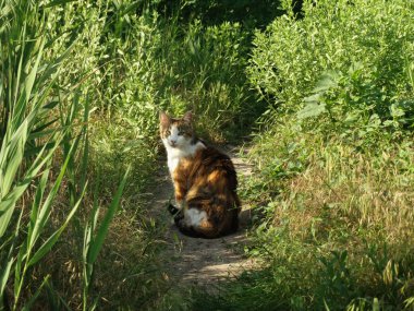 Yoldaki sazlıklardaki kediyi kapat.