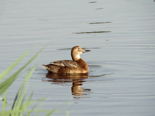 Close Brown Duck Lake — Stock Photo, Image