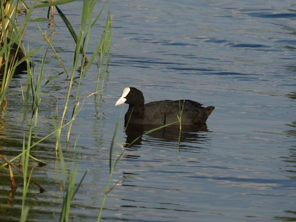 Folaga Calva Folaga Eurasiatica Vicino — Foto Stock