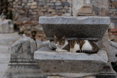 Eski harabelerde dinlenen yatay çekim tekir kedisi. Yaklaş.