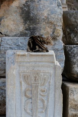 Yunan mimari arkeoloji sütunları antik kalıntılar arasında