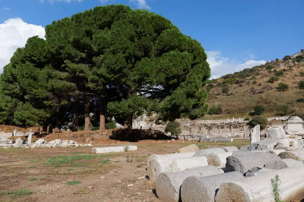 Sequoie Nella Vecchia Città Greca Colpo Orizzontale — Foto Stock