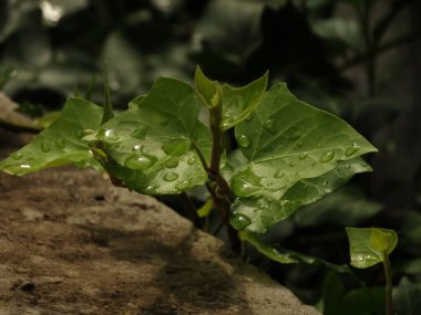 Su damlalı yeşil sarmaşık yaprağı