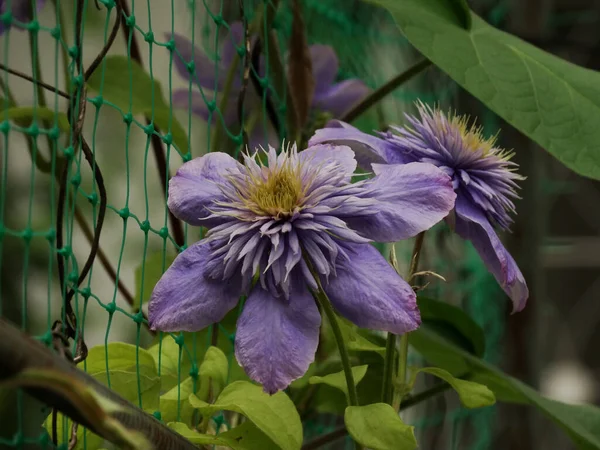 Purpurowy Kwiat Powojnika Ogrodzie — Zdjęcie stockowe