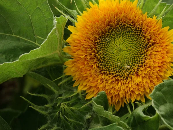 Sunflower Summer Garden — Stock Photo, Image