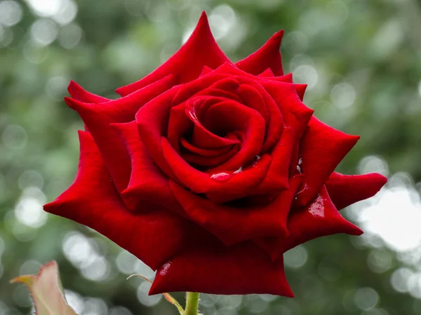 Rode Roos Tuin Met Een Druppel — Stockfoto
