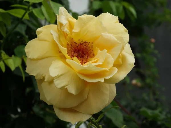 Close Yellow Rose Garden — Stock Photo, Image