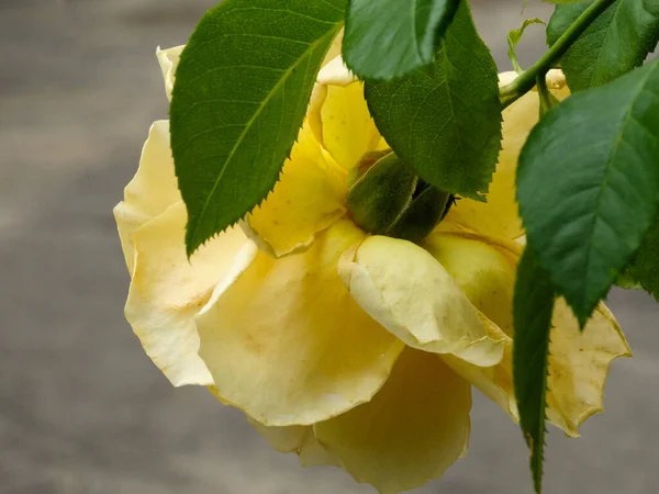 Rose Jaune Sur Branche Dans Jardin — Photo