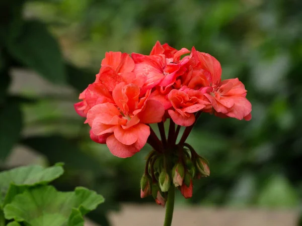 Rosa Geranien Caesalpinia Pulcherrima Aus Nächster Nähe — Stockfoto