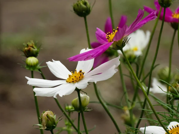 Красочный Красивый Цветущий Цветок Cosmos Bipinnatus — стоковое фото