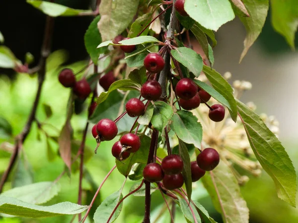 Paradijs Appels Boom Met Rood Fruit Close Rechtenvrije Stockfoto's