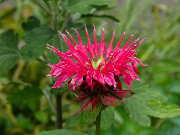 Flor Roja Jardín Monard Doble — Foto de Stock