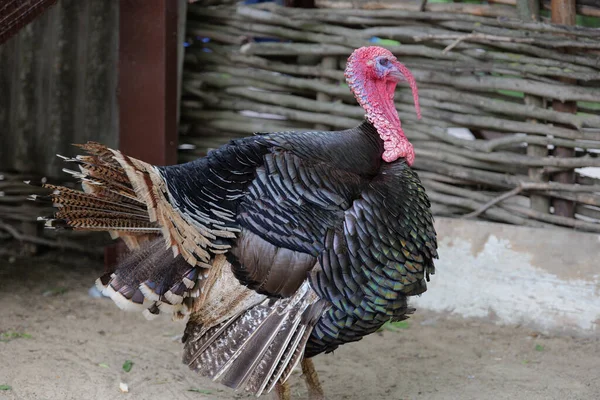 Pavo Macho Grande Entorno Natural Con Plumas Cola — Foto de Stock