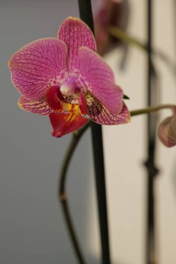 Güzel orkide çiçeği, falaenopsis blume 