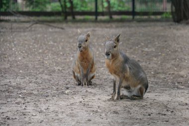 patagonya mara evcil hayvanı Dolichotis patagonum