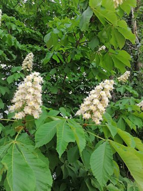 İlkbahar, ağaçlar canlanır ve çiçek açmaya başlar.