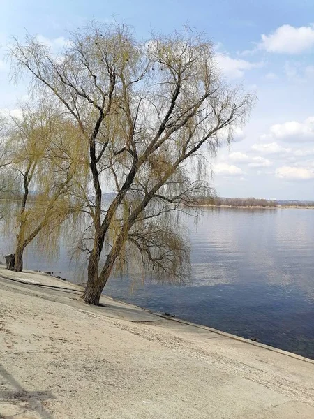 Rusya 'da seyahat, nehir kıyısında ağaç