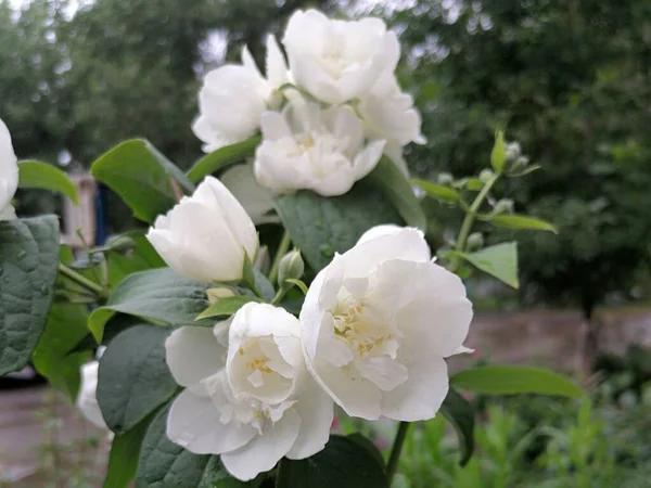 Verão Chegou Lindas Flores Brancas Estão Florescendo — Fotografia de Stock